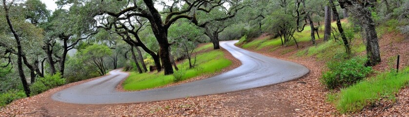 Fototapeta premium Winding road journey through lush green landscape nature photography outdoor serenity panoramic view