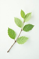 Fototapeta premium A single isolated branch with delicate leaves on a white background, nature, serenity