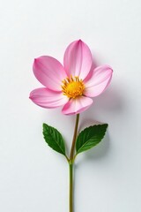 Fototapeta premium Dainty petals of a small flower laid flat against a white base, flat, white, delicate