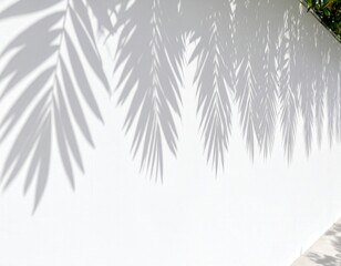 Palm Frond Shadows Cascade Down a Bright White Wall in Tropical Sunlight