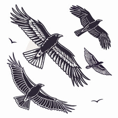Obraz premium Detailed hand drawn style infographic of various eagle 