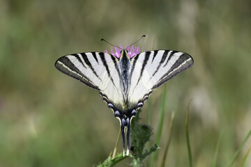 Motyl paź żeglarz o kremowo-czarnych skrzydłach z paskami, siedzący na trawie w naturalnym środowisku w słoneczny dzień © Henryk Guziak