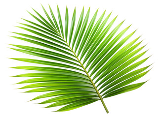 Obraz premium palm leaf isolated on white background. PNG Transparent file type with high definition quality And vibrant color grading Available.