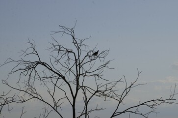 A solitary bird rests atop a leafless tree against a soft blue sky, evoking a peaceful and contemplative mood.