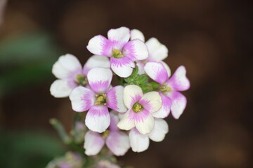 Erysimum Wallflower pink and white