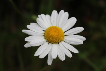Oxeye daisy