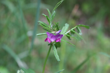Common Vetch