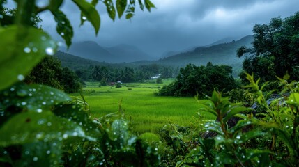 Lush green rice fields in the countryside under heavy monsoon clouds, water droplets glistening on the leaves 