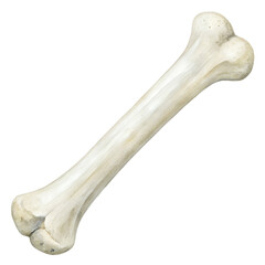 Fototapeta premium Detailed watercolor illustration of a human bone depicted against a solid transparent background