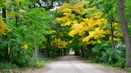 Naklejka premium Autumn leaves pathway serene forest scenic nature photography tranquil environment perspective of a peaceful walk