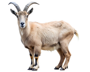 Fototapeta premium goat isolated on white background. PNG Transparent file type with high definition quality And vibrant color grading Available.