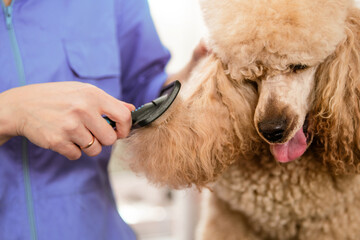 Brushing a Poodle at Grooming Salon with Care