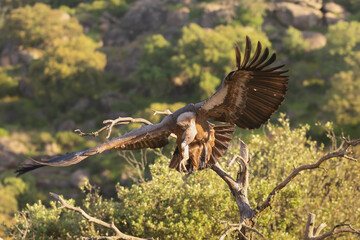 Eurasian griffon vulture - Gyps fulvus fulvus landing with spanned wings on perch at green background. Photo from Sierra de Gredos Mountain in Spain.