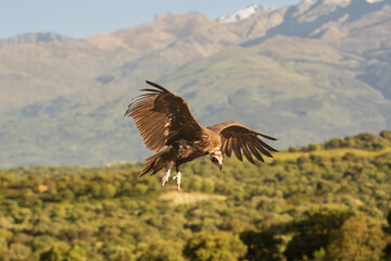 Cinereous vulture, black vulture, Eurasian black vulture, monk vulture - Aegypius monachus with spanned wings on rock. Photo from Sierra de Gredos Mountain in Spain. Near-threatened specie.