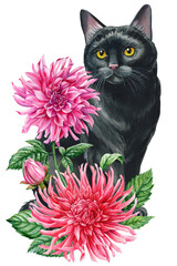 Black cat with pink dahlia flowers, floral watercolor illustration, cute pet blooming garden composition poster design
