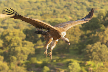 Eurasian griffon vulture - Gyps fulvus fulvus landing with spanned wings on rock at green background. Photo from Sierra de Gredos Mountain in Spain.