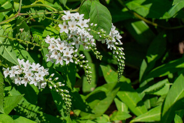 野に咲くオカトラノオ ― 虎の尾のようにしなる白い花穂の美しさ｜ Graceful White Spikes of Okatoranoo Swaying in the Field
