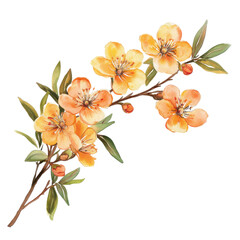 Watercolor illustration of yellow flowers and green leaves on a white background