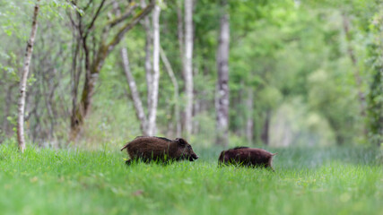 Young Wild boars eating grass and walking in a forest path. Sus scrofa, Sologne, Loiret 45, région...