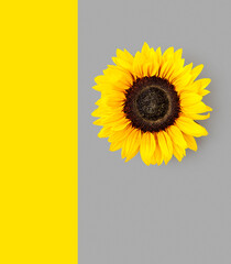 Sunflower flower head photography abstract poster on grey and yellow background.