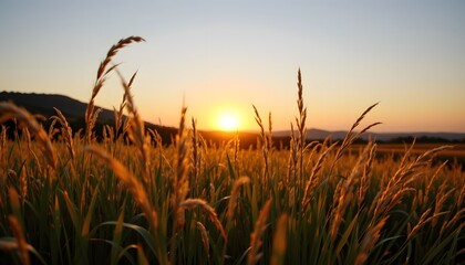 Golden Hour in the Wheat Field: A captivating vista of golden wheat bathed in the warm, ethereal glow of the setting sun, creating a mesmerizing natural landscape and perfect moment of serenity.