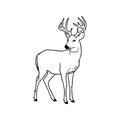 deer vector illustration on white background