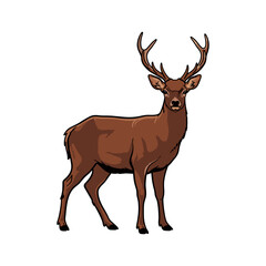 deer vector illustration on white background