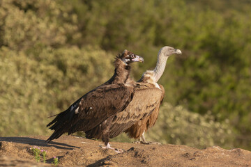 Cinereous vulture, black vulture, Eurasian black vulture, monk vulture - Aegypius monachus and Eurasian griffon vulture - Gyps fulvus fulvus on rock. Photo from Sierra de Gredos in Spain.