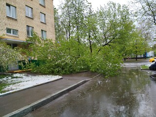 Fototapeta premium Fallen tree after storm near building