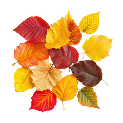 Colorful autumn, Colorful Autumn Scenery Vibrant Fall Foliage with Red, Orange, and Yellow Leaves...