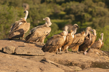 Flock of Eurasian griffon vultures - Gyps fulvus fulvus standing on rock at green background. Photo from Sierra de Gredos Mountain in Spain.