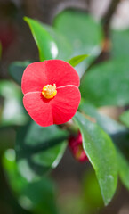 Beautiful close-up of euphorbia geroldii