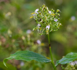 Beautiful close-up of aneilema beniniense