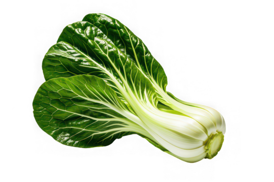 Fresh green bok choy vegetable isolated on black