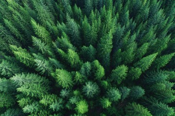 drone-shot aerial view captures green forest from above