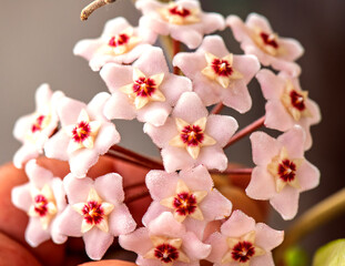 The Wax flower, whose homeland is the rainy forests of Northern Australia and Southeast Asia, is known by its scientific name Hoya Carnosa.