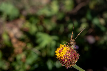 bee on a flower