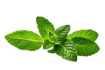 Fresh green mint leaves on black background