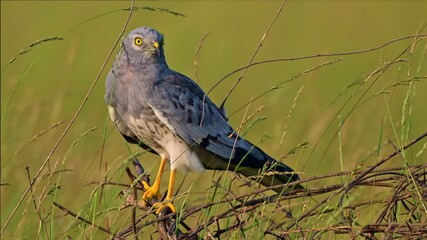 A male Montagu's Harrier sitting on a branch