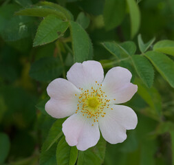 Beautiful close-up of rosa pseudoscabriuscula