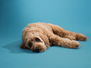 A Labradoodle with curly fur lies down with a relaxed expression, set against a blue background.