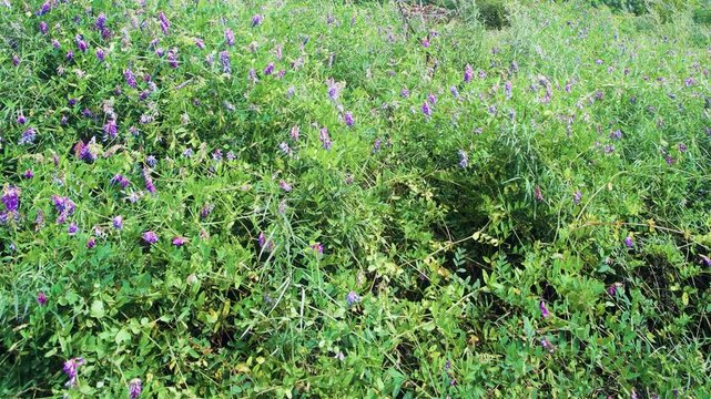 Forest meadows with a predominance of wild pea (Lathyrus). East Sikhote Alin mountains, clearing