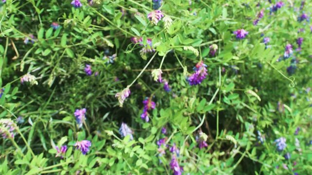 Forest meadows with a predominance of wild pea (Lathyrus). East Sikhote Alin mountains, clearing