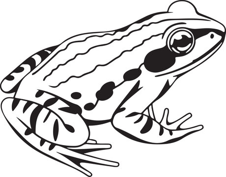 black and white frog outline clip art preview