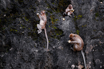 A trio of monkeys perched on a rock face, sharing food. The image captures natural behavior, showcasing wildlife interactions and adaptive survival techniques in their rugged habitat.