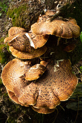 Tinder fungus Cerioporus squamosus L.
Grows on deciduous trees. Edible when young. Used in...
