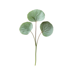Delicate green leave, Floral green leave art watercolor, isolated on transparent background