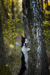 Psy rasowe z rodowodem, pies domowy, Border collie, portret pieska, ujęcie z przodu	