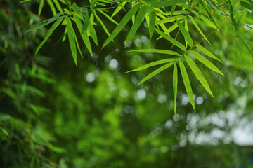 Bamboo leaves green natural background, blur bokeh