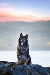 Psy rasowe z rodowodem, pies domowy, owczarek niemiecki, portret pieska, ujęcie z przodu © anettastar